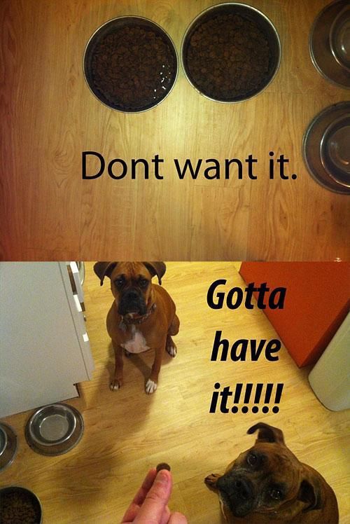 Dog Pictures That Are Funny Because They Are So True