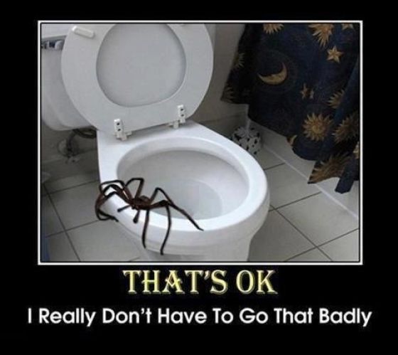 If You’re Scared of Spiders Then Give Australia a Miss (23 pics + 9