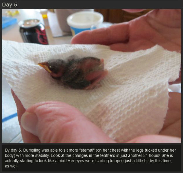miniature_baby_songbird_rescued_and_raised_by_hand_640_07