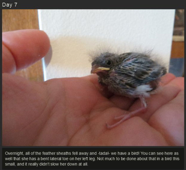 miniature_baby_songbird_rescued_and_raised_by_hand_640_09