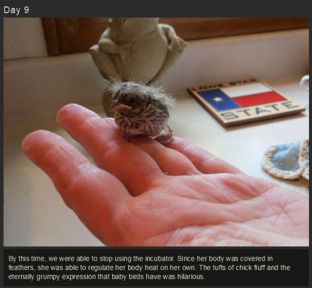 miniature_baby_songbird_rescued_and_raised_by_hand_640_11