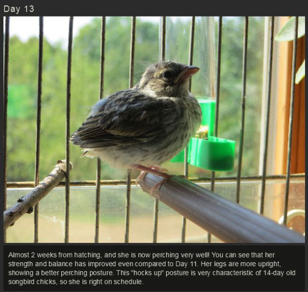 miniature_baby_songbird_rescued_and_raised_by_hand_640_15