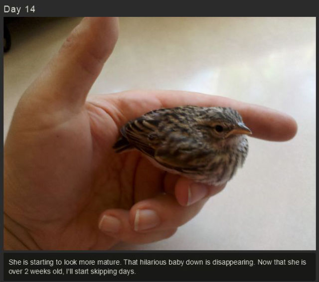 miniature_baby_songbird_rescued_and_raised_by_hand_640_16