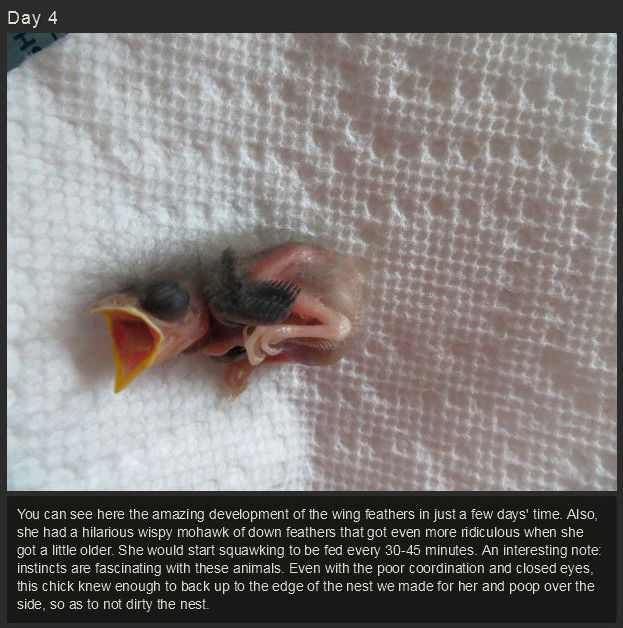 miniature_baby_songbird_rescued_and_raised_by_hand_640_high_06
