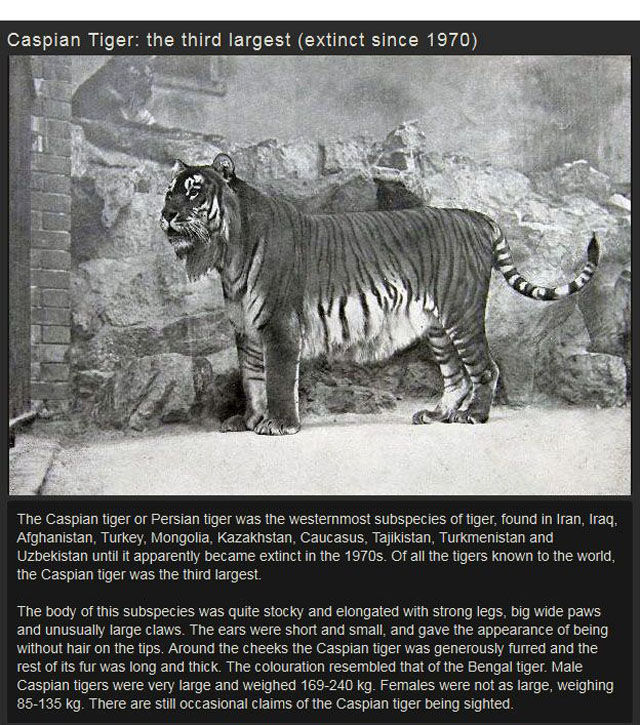 some_of_the_most_interesting_extinct_ani
