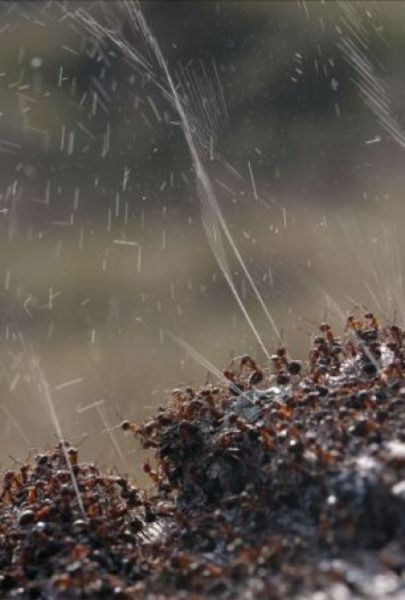 Ants Have Their Own Natural Protection from Birds