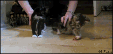 gifs_get_more_awesome_when_you_combine_t