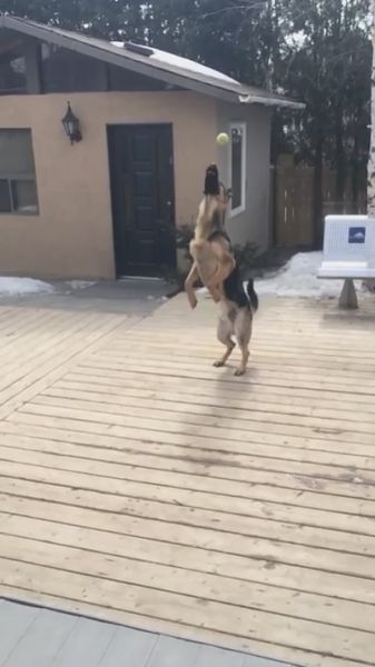 German Shepherd Fails at Catching the Ball in Slow Motion