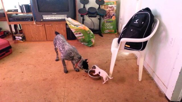 Fearless Puppy Defends Its Dinner from Big Dog