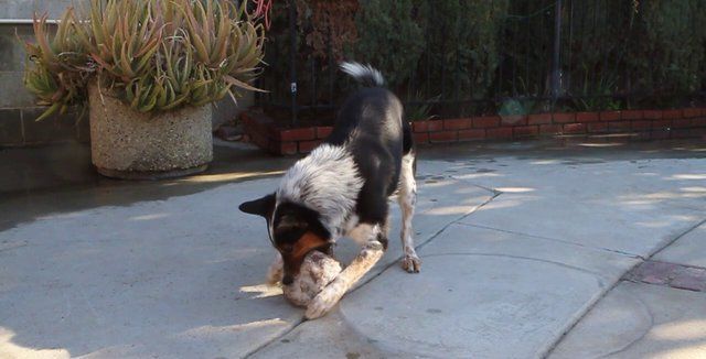 An Incredibly Smart and Well Trained Dog