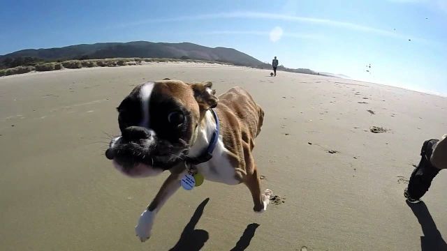 Adorable Two Legged Boxer