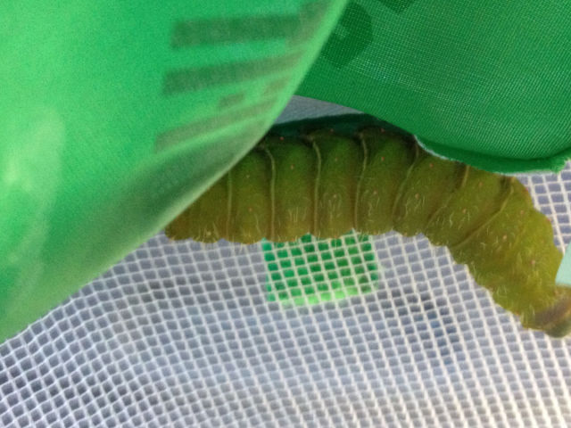 Caterpillar Transformed into a Huge Moth