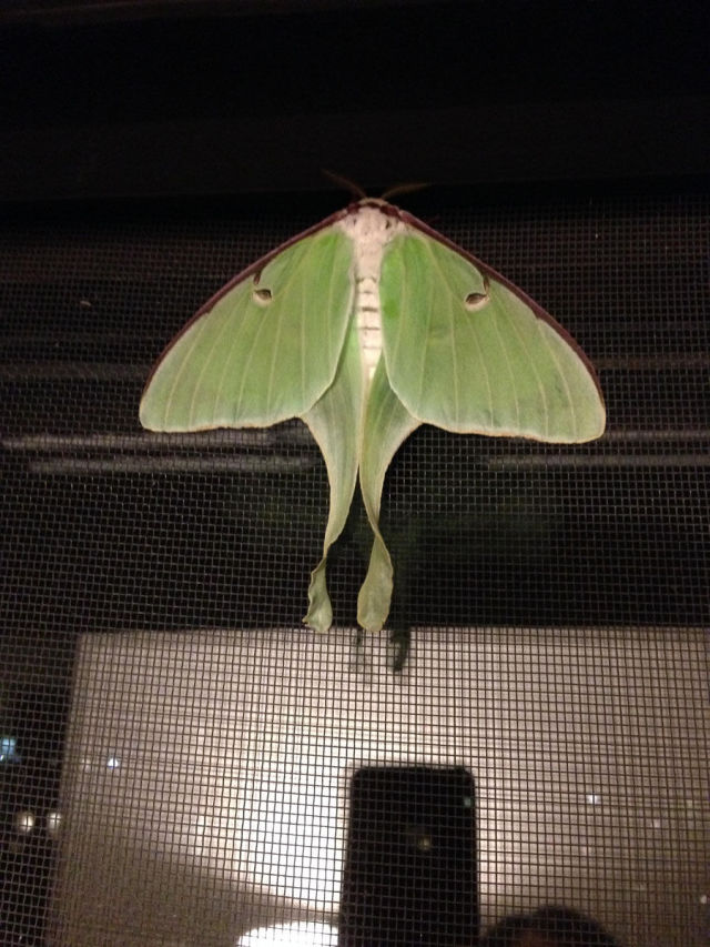 Caterpillar Transformed into a Huge Moth