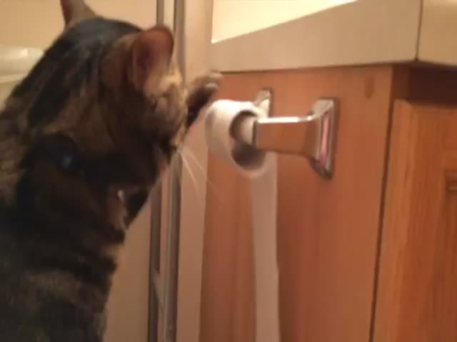 Cat Unrolls Toilet Paper But Rerolls It After, He's a Good Kitty!