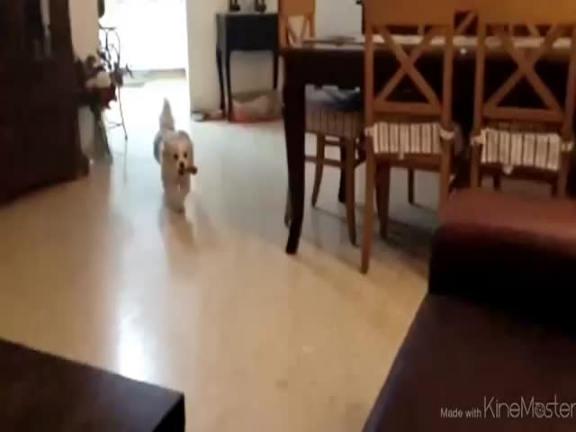 Dog Magnificently Fails His Jump on the Couch