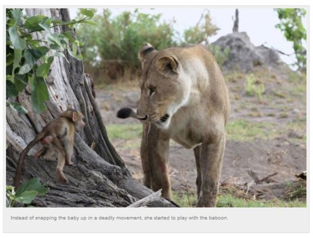 A Baby Baboon’s Unusual Meeting with a Lioness