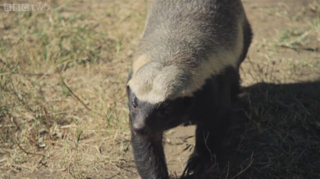 Incredibly Clever Honey Badger Will Do about Anything to Escape