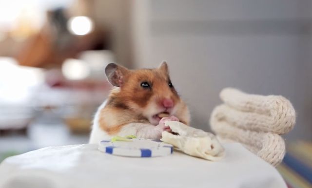 Tiny Hamsters Eating Tiny Burritos