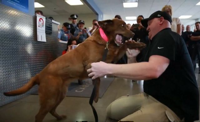 Heart-Melting Reunion between Army Veteran and His Former Bomb-Sniffing Dog