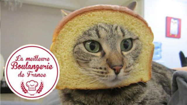 Cat Faceplants into a French Bakery Shop