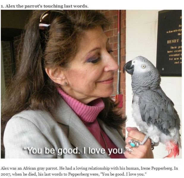 Sweet Animals and Their Touching Real-life Stories