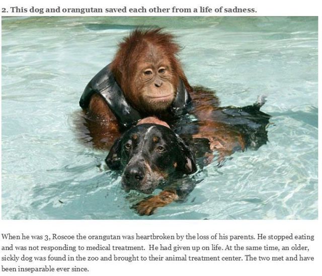 Sweet Animals and Their Touching Real-life Stories