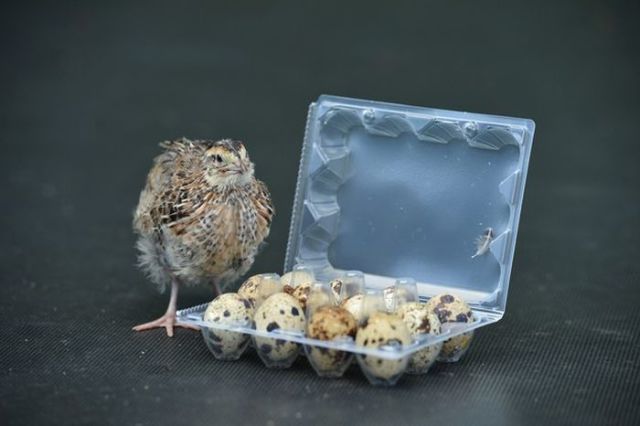 how_to_hatch_your_own_baby_quail_640_06.