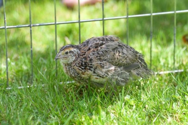 how_to_hatch_your_own_baby_quail_640_08.