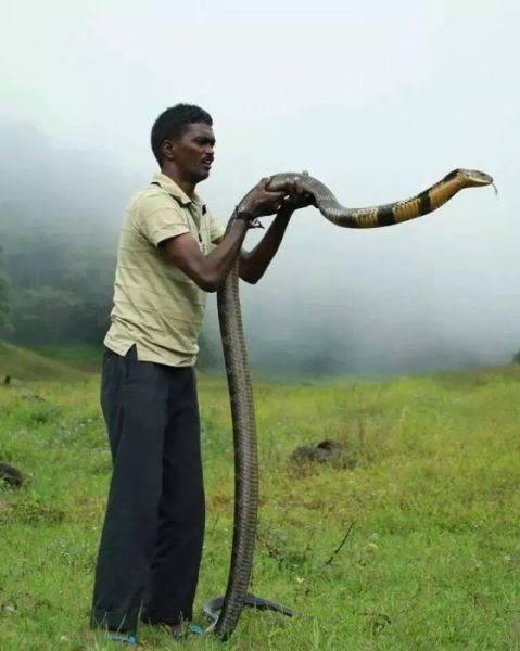 The Bravest Snake Expert on the Planet