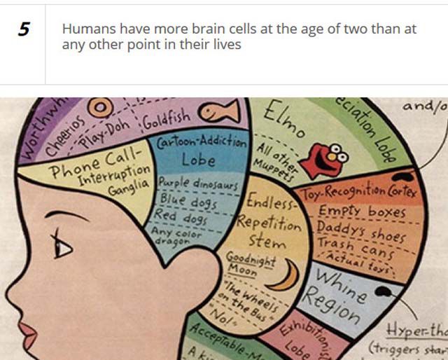 Fascinating Stuff You Probably Don’t Know about Your Brain