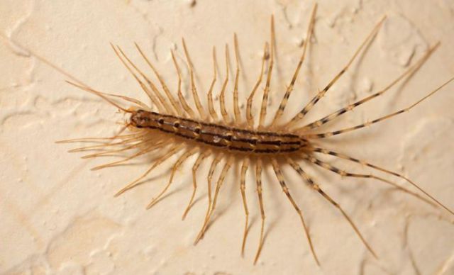 Common Creatures You Could Find in Your Home