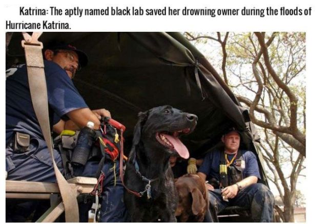 Heroic Dogs That Are Truly Man’s Best Friend