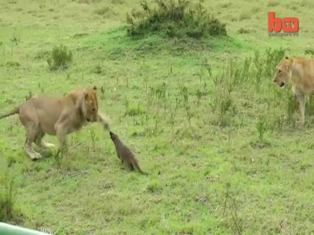 Bold and Fearless Mongoose Stands Up to Lions