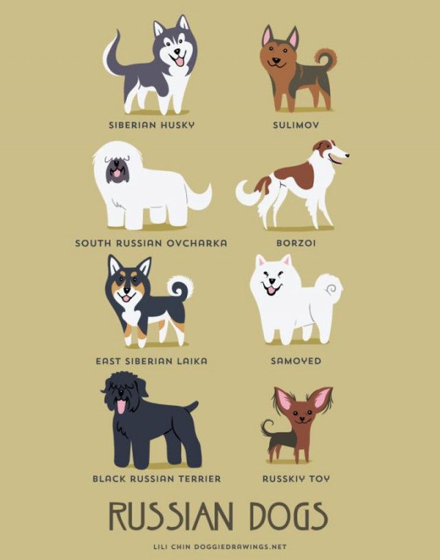 a_guide_to_which_nationality_your_dog_re