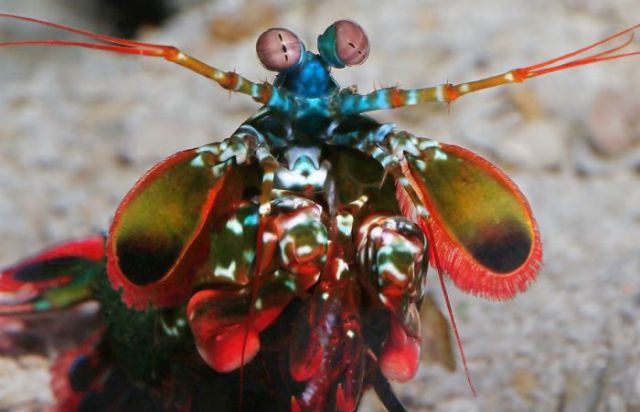 Unusual Insects and Animals That Are Naturally Colorful