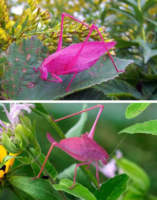 Unusual Insects and Animals That Are Naturally Colorful