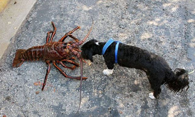 Now This Is One Massive Lobster!