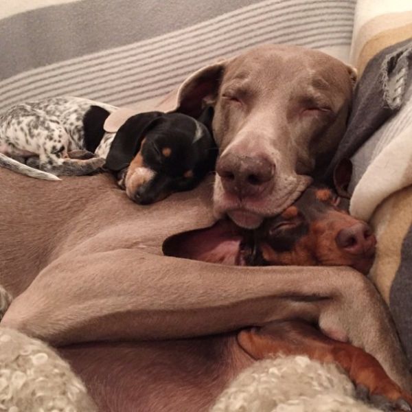 Harlow and Indiana Get a New Puppy Playmate