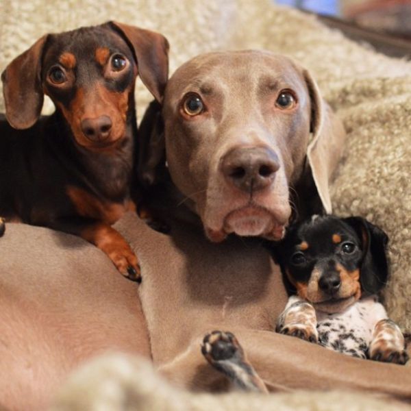 Harlow and Indiana Get a New Puppy Playmate