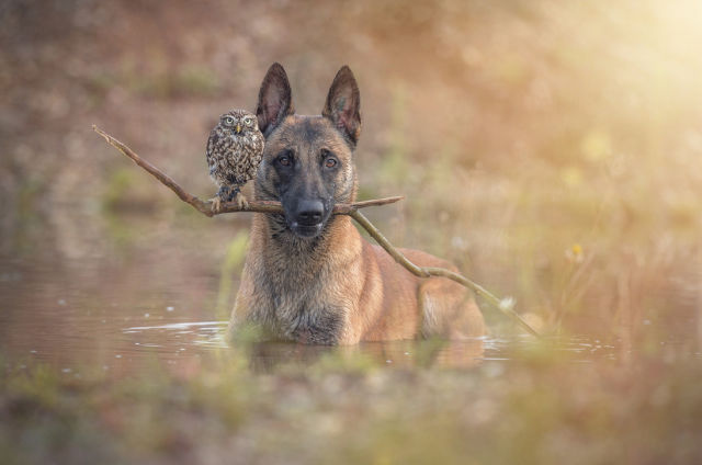 a_sweet_animal_friendship_that_is_really
