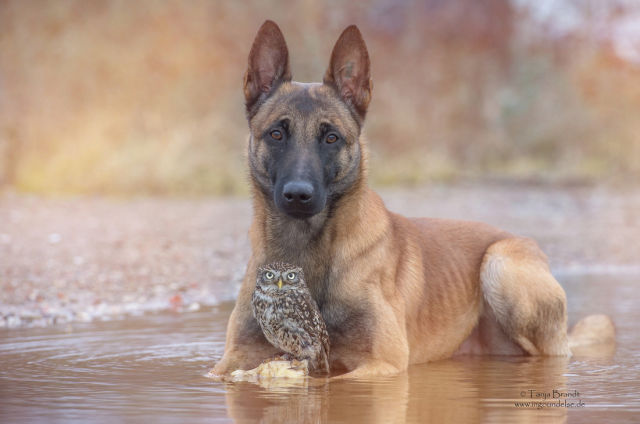 a_sweet_animal_friendship_that_is_really