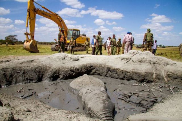 Rescuers Use a Forklift to Free an Elephant Stuck in the Mud