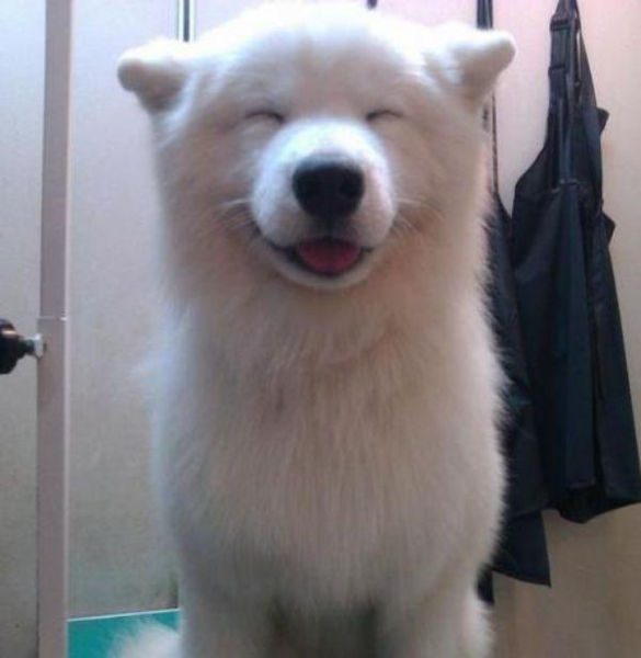 Examples of Excitement Overload