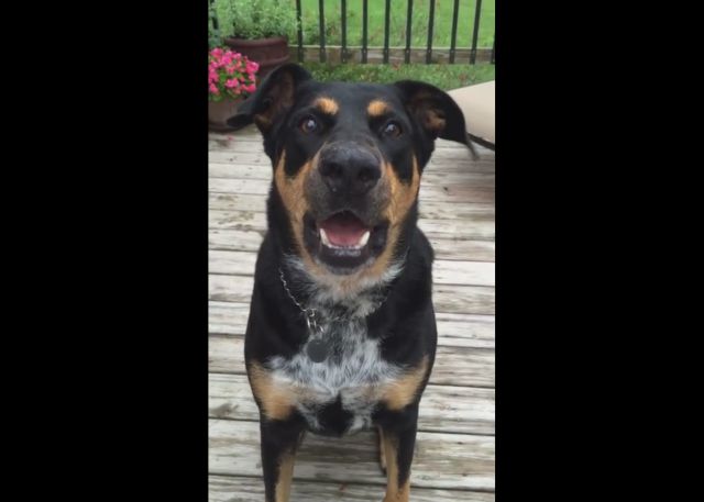 Dog