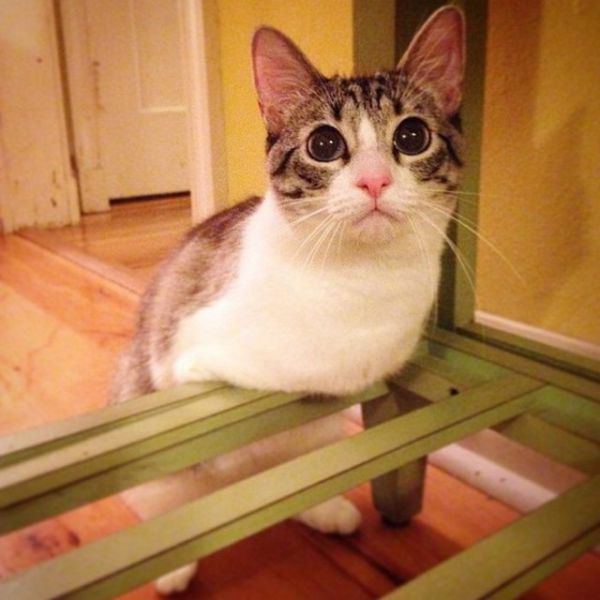 This Disabled Cat Is an Instagram Hit