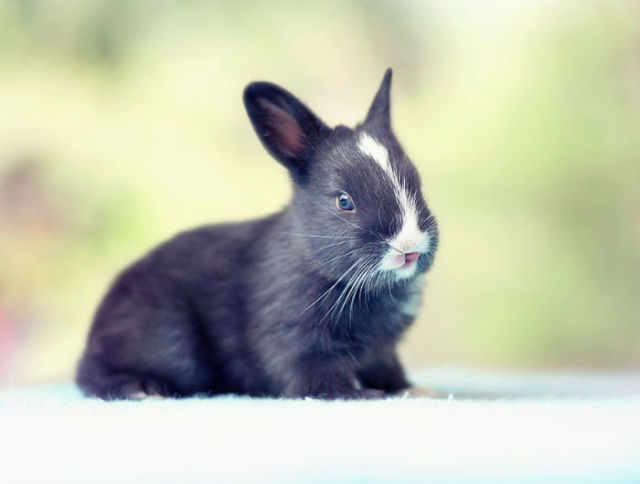 A 30 Day Photo Journey of a Growing Bunny