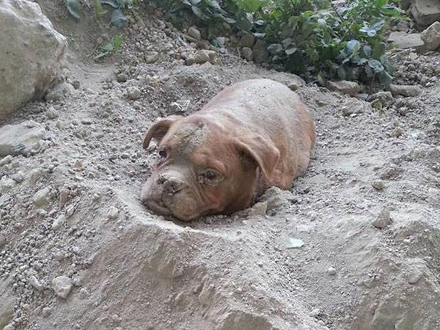 Kind Stranger Finds a Dog Buried Alive and Comes to Its Rescue