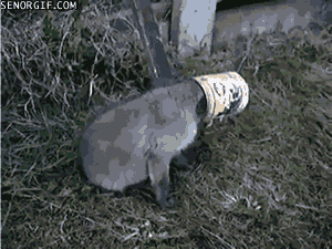 http://img.izismile.com/img/img8/20150831/1000/stuck_animals_get_a_helping_hand_from_kind_humans_03.gif
