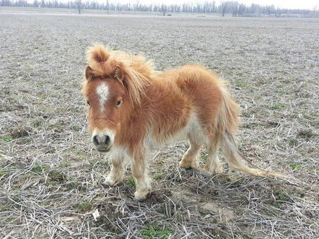 Baby Animals You Don T Usually Get To See In Person 39