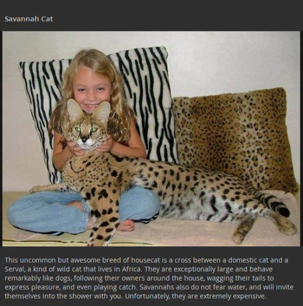 Real Animal Hybrids That Are Odd Combinations of Two Distinct Species